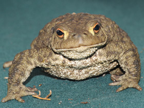 Фото Серая жаба