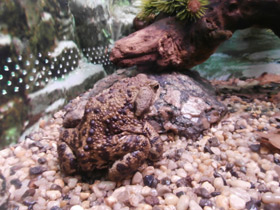 Смотреть фото Талышская жаба Фото Талышская жаба