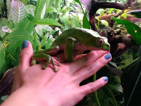 Фото Двухцветная филломедуза