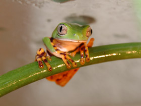 Оранжевобокая филломедуза Оранжевобокая филломедуза