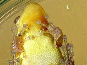 Фото Темнополосая квакша