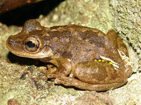 Фото Красная квакша