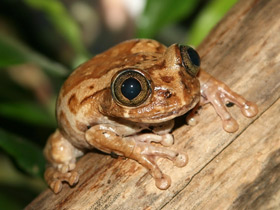 Фото Танзанийская древесница