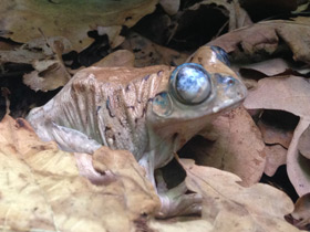 Фото Танзанийская древесница