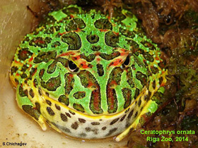 Смотреть фото Украшенная рогатка Фото Украшенная рогатка