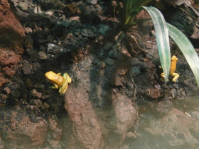 Смотреть фото Золотая мантелла Фото Золотая мантелла