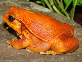 Смотреть фото Винный узкорот Фото Винный узкорот