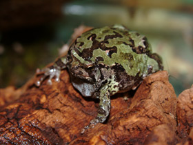 Фото Мраморный лопатоногий узкорот