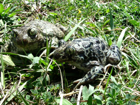 Смотреть фото Сирийская чесночница Фото Сирийская чесночница