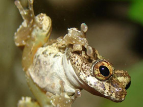 Смотреть фото Карликовый веслоног Фото Карликовый веслоног