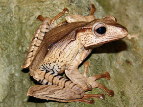 Смотреть фото Костноголовый веслоног Фото Костноголовый веслоног