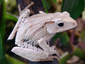 Смотреть фото Костноголовый веслоног Фото Костноголовый веслоног