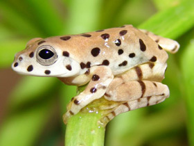 Смотреть фото Аннамский веслоног Фото Аннамский веслоног