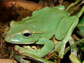 Смотреть фото Веслоног Фея Фото Веслоног Фея