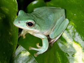 Смотреть фото Чернолапый веслоног Фото Чернолапый веслоног