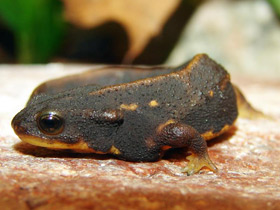 Смотреть фото Окинавский тритон Фото Окинавский тритон