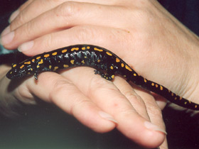 Фото Кавказская саламандра