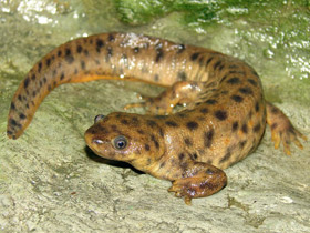 Фото Иглистый тритон