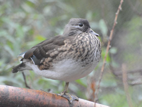 Смотреть фото Мандаринка Фото Мандаринка