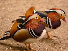 Мандаринка Мандаринка