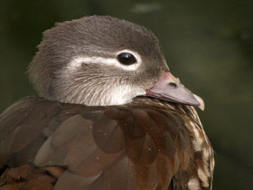 Смотреть фото Мандаринка Фото Мандаринка