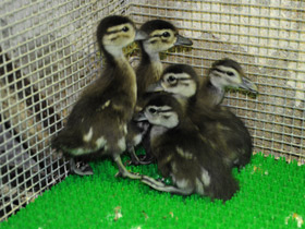 Смотреть фото Каролинка Фото Каролинка