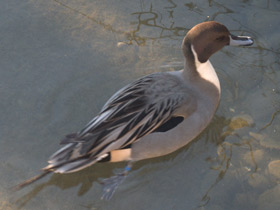 Фото Шилохвость