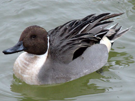 Фото Шилохвость