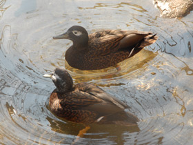 Смотреть фото Лайсанский чирок Фото Лайсанский чирок
