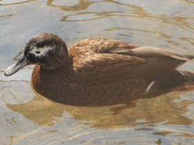 Смотреть фото Лайсанский чирок Фото Лайсанский чирок