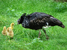 Фото Рогатая паламедея