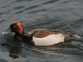 Смотреть фото Красноголовый нырок Фото Красноголовый нырок