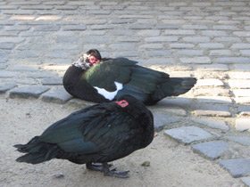 Фото Мускусная утка