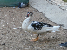 Фото Мускусная утка