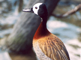 Фото Белолицая свистящая утка