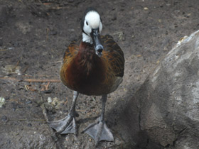 Фото Белолицая свистящая утка