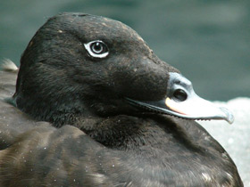 Фото Турпан