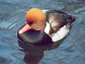 Красноносый нырок Красноносый нырок