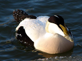 Смотреть фото Обыкновенная гага Фото Обыкновенная гага