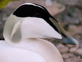 Смотреть фото Обыкновенная гага Фото Обыкновенная гага