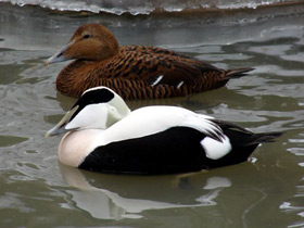 Смотреть фото Обыкновенная гага Фото Обыкновенная гага