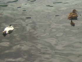 Смотреть фото Обыкновенная гага Фото Обыкновенная гага