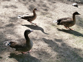 Смотреть фото Белолобый гусь Фото Белолобый гусь