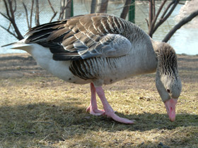 Смотреть фото Серый гусь Фото Серый гусь
