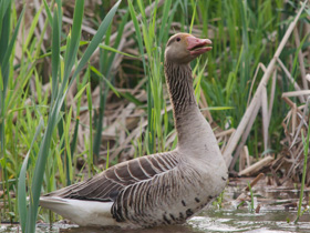 Смотреть фото Серый гусь Фото Серый гусь