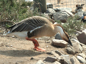 Смотреть фото Сухонос Фото Сухонос