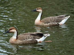 Смотреть фото Сухонос Фото Сухонос