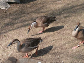 Смотреть фото Сухонос Фото Сухонос