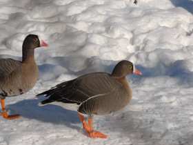 Смотреть фото Пискулька Фото Пискулька