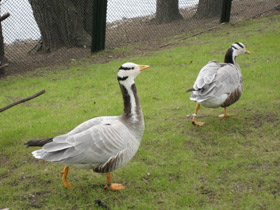 Смотреть фото Горный гусь Фото Горный гусь